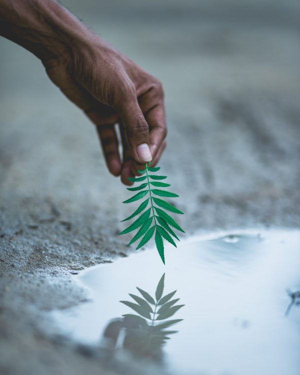 Selektive Fokusfotografie einer Person, die eine grünblättrige Pflanze hält
